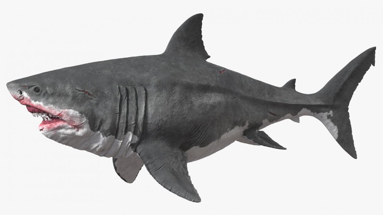 3D Megalodon Swimming Pose model