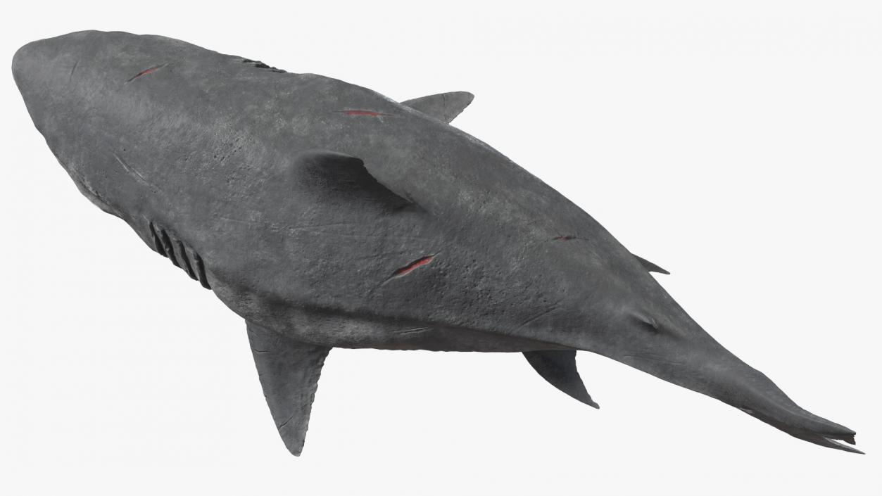 3D Megalodon Swimming Pose model