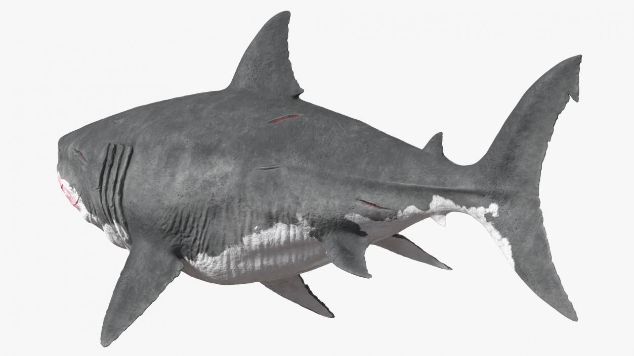 3D Megalodon Swimming Pose model