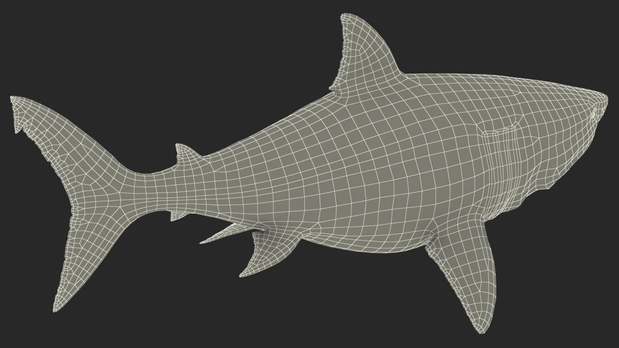 3D Megalodon Swimming Pose model