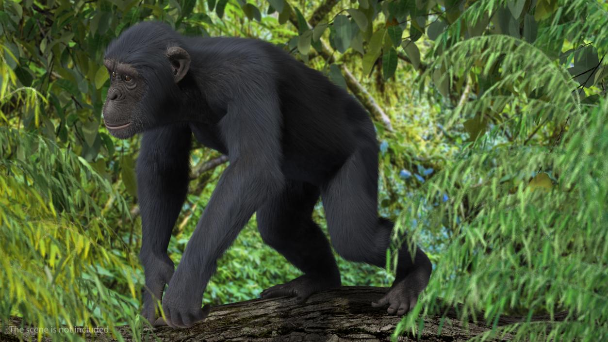 Dark Chimpanzee Walking Pose Fur 3D