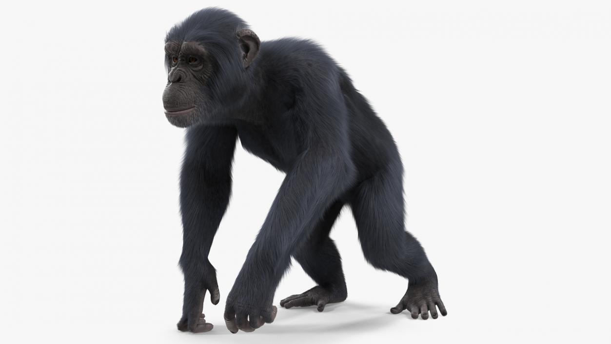 Dark Chimpanzee Walking Pose Fur 3D