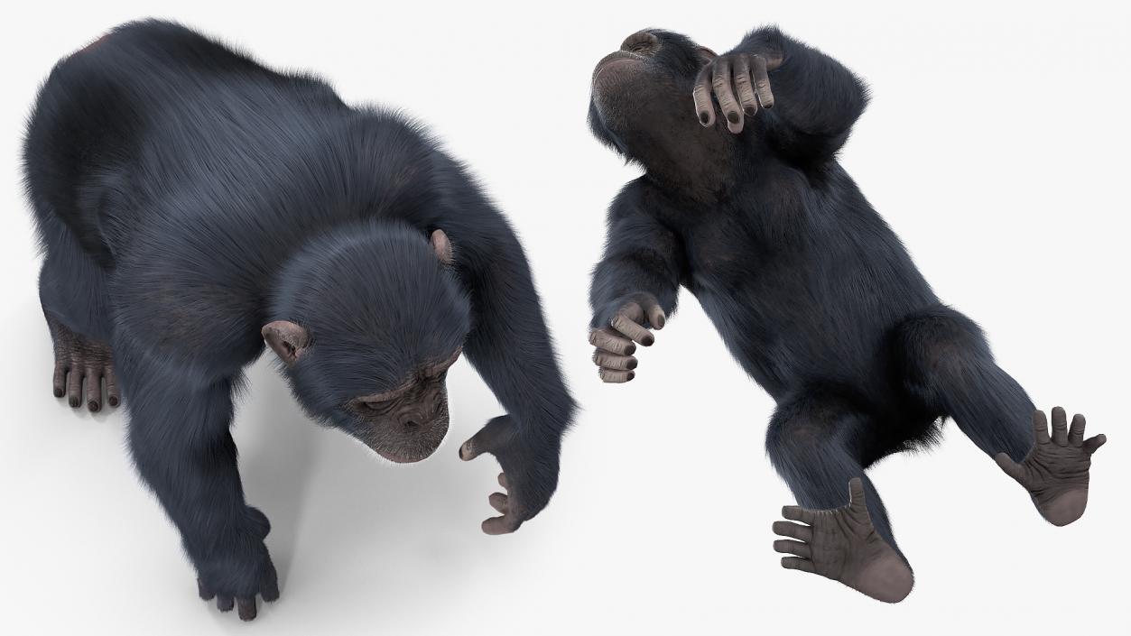 Dark Chimpanzee Walking Pose Fur 3D