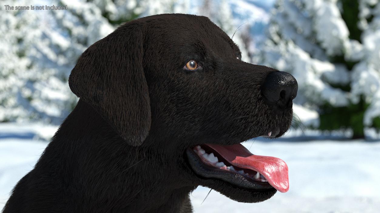 3D model Labrador Dog Black Sitting Fur