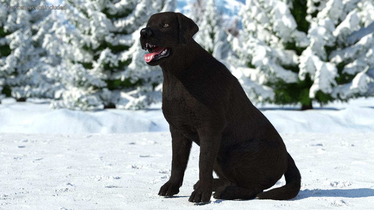 3D model Labrador Dog Black Sitting Fur