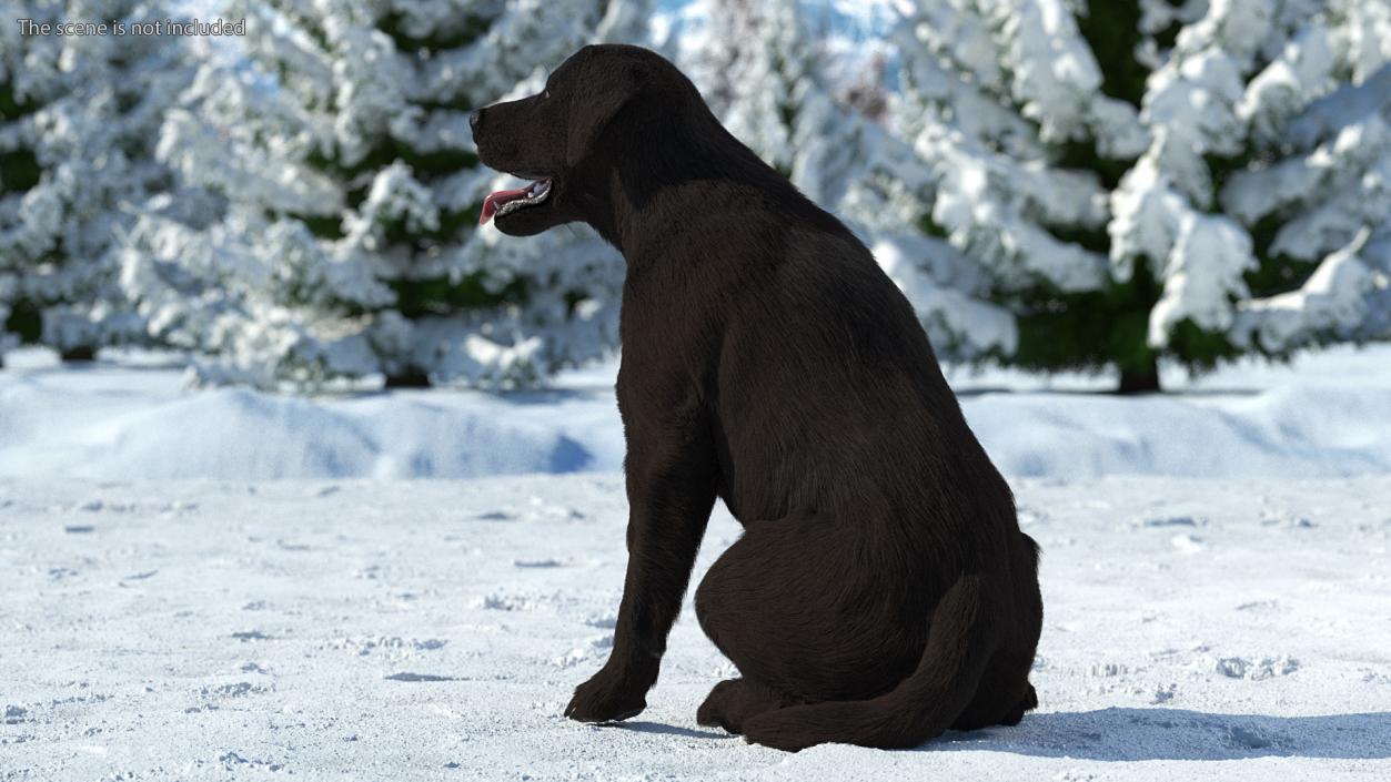 3D model Labrador Dog Black Sitting Fur