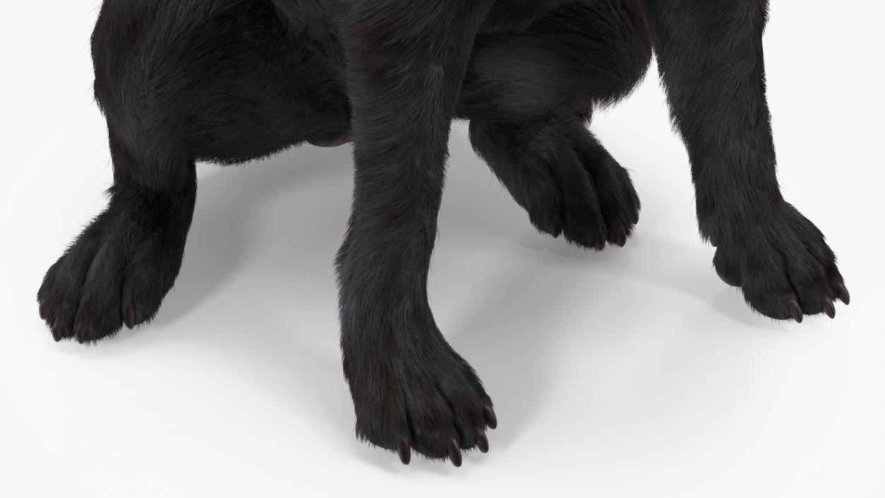 3D model Labrador Dog Black Sitting Fur