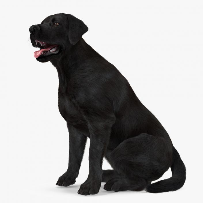 3D model Labrador Dog Black Sitting Fur