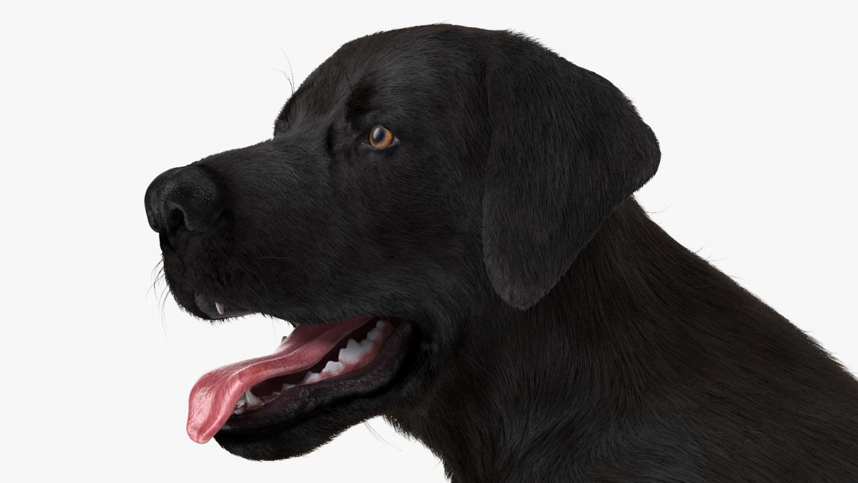 3D model Labrador Dog Black Sitting Fur