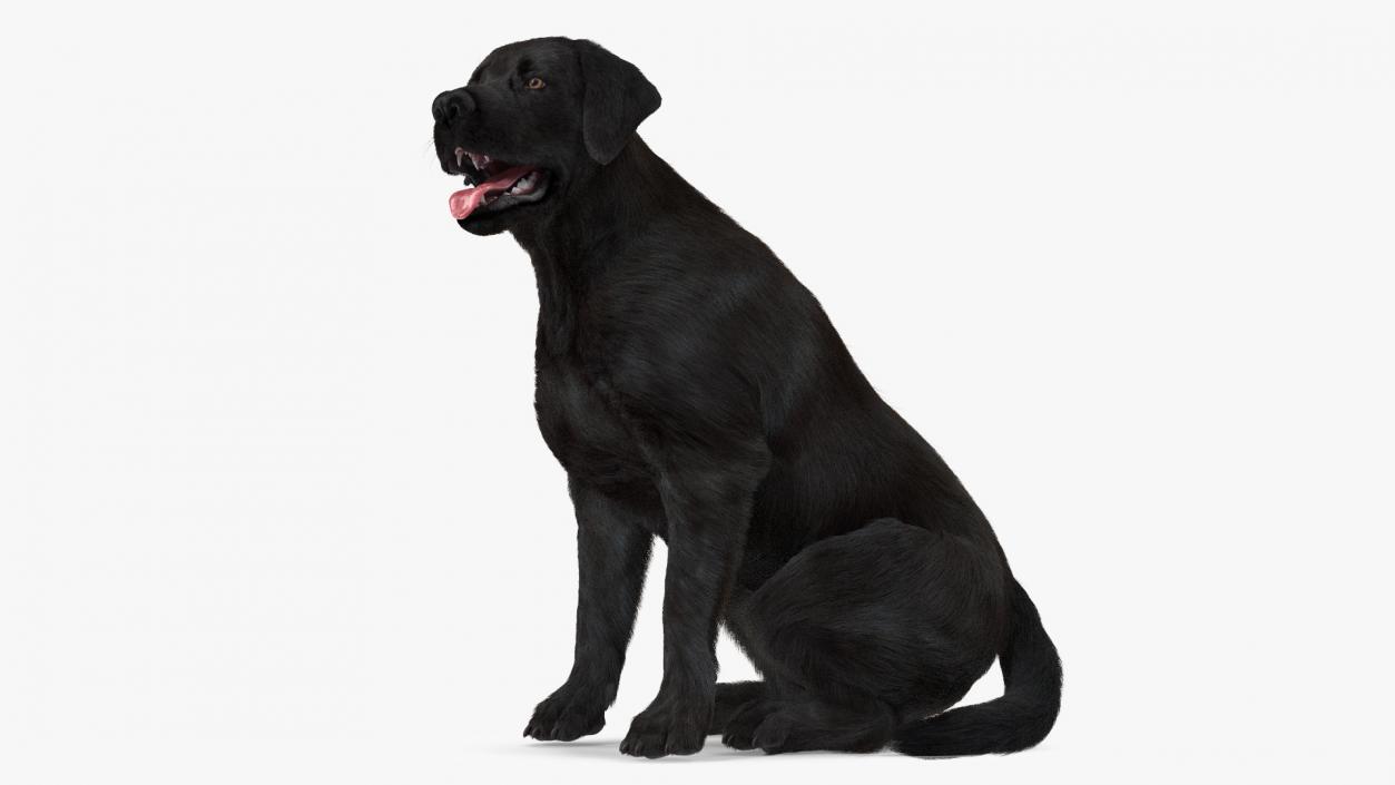 3D model Labrador Dog Black Sitting Fur