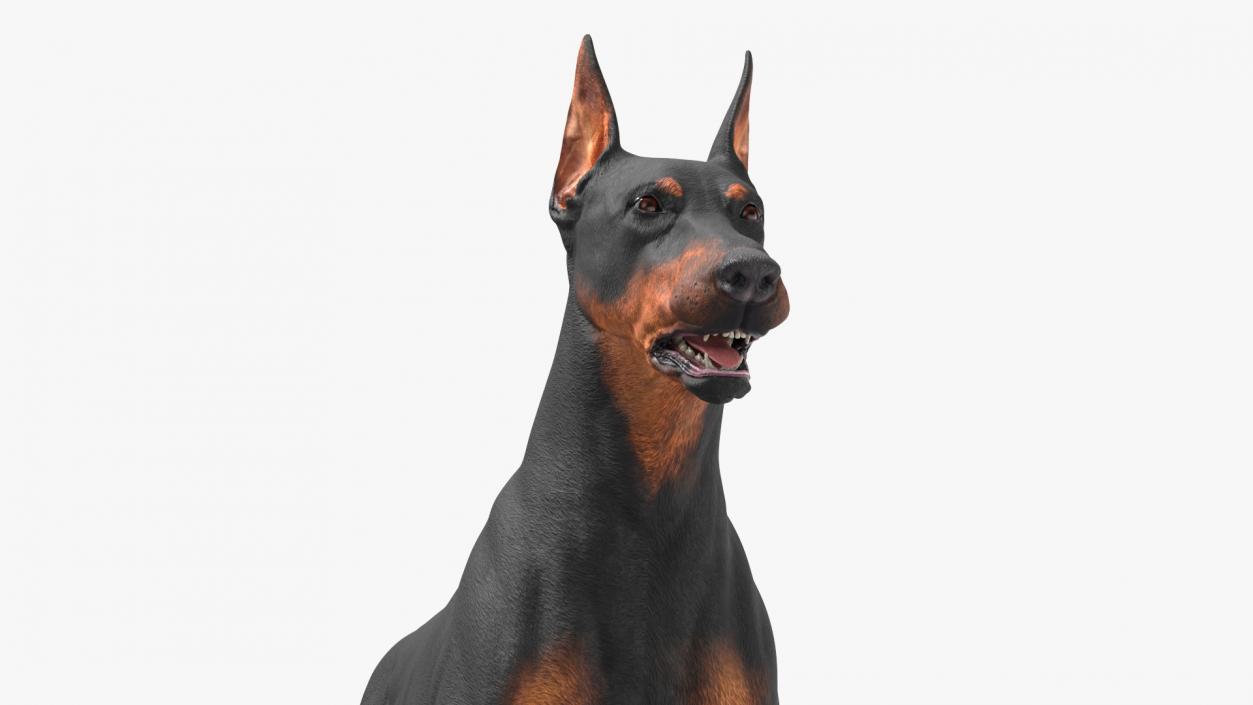 3D Dogs Collection 10 model