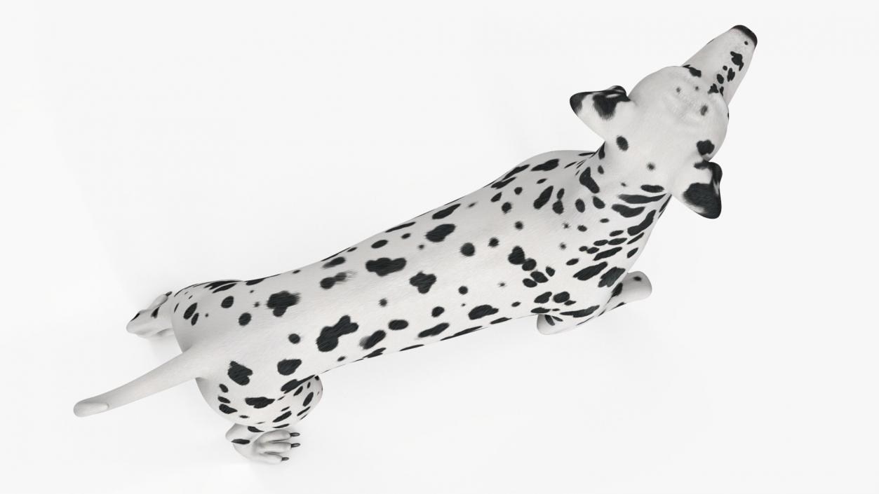 3D Dogs Collection 10 model