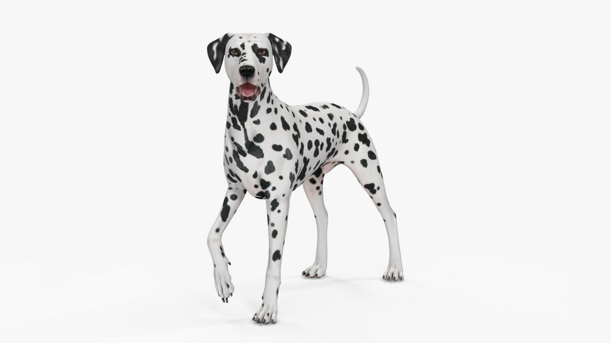 3D Dogs Collection 10 model