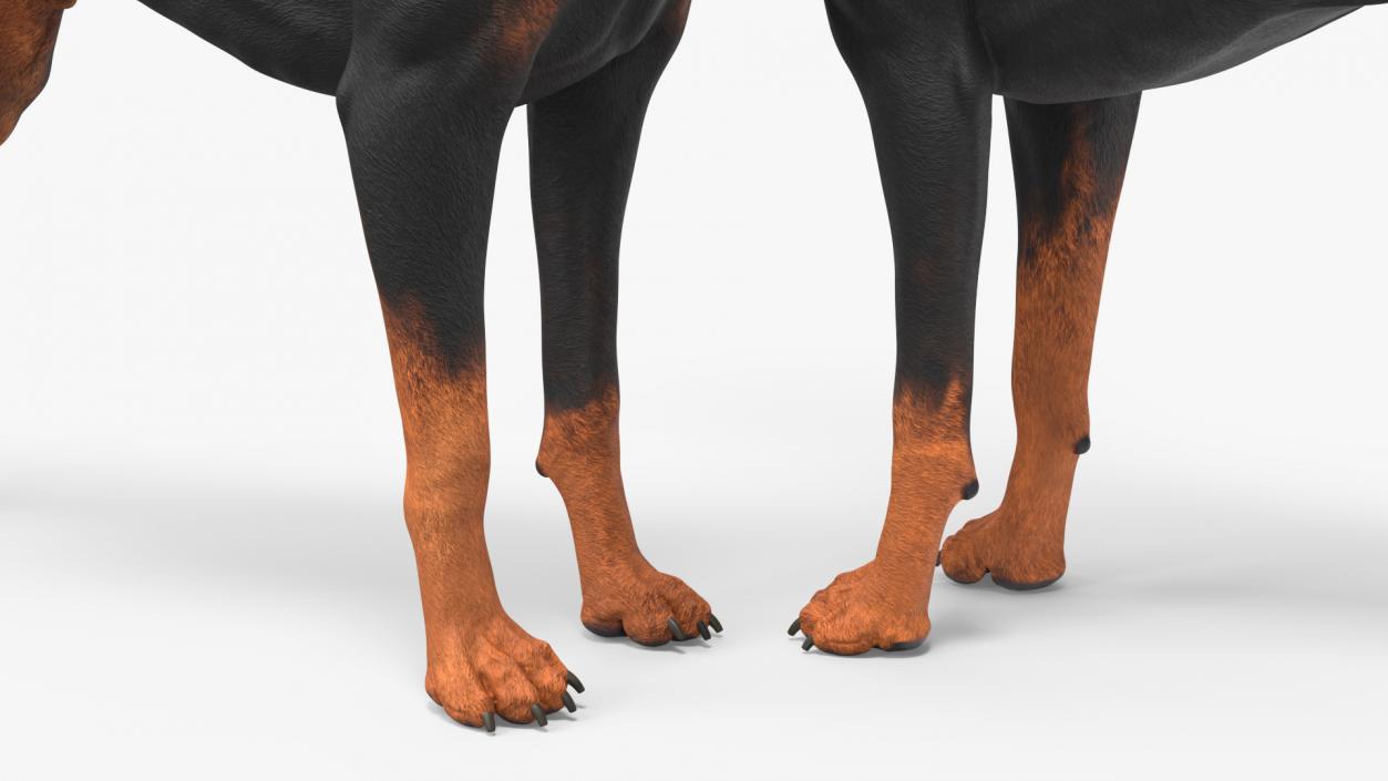 3D Dogs Collection 10 model