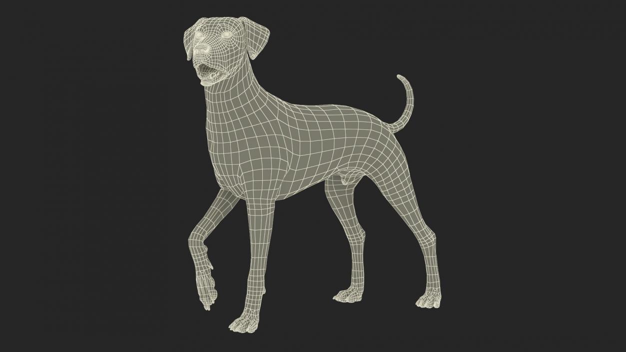 3D Dogs Collection 10 model