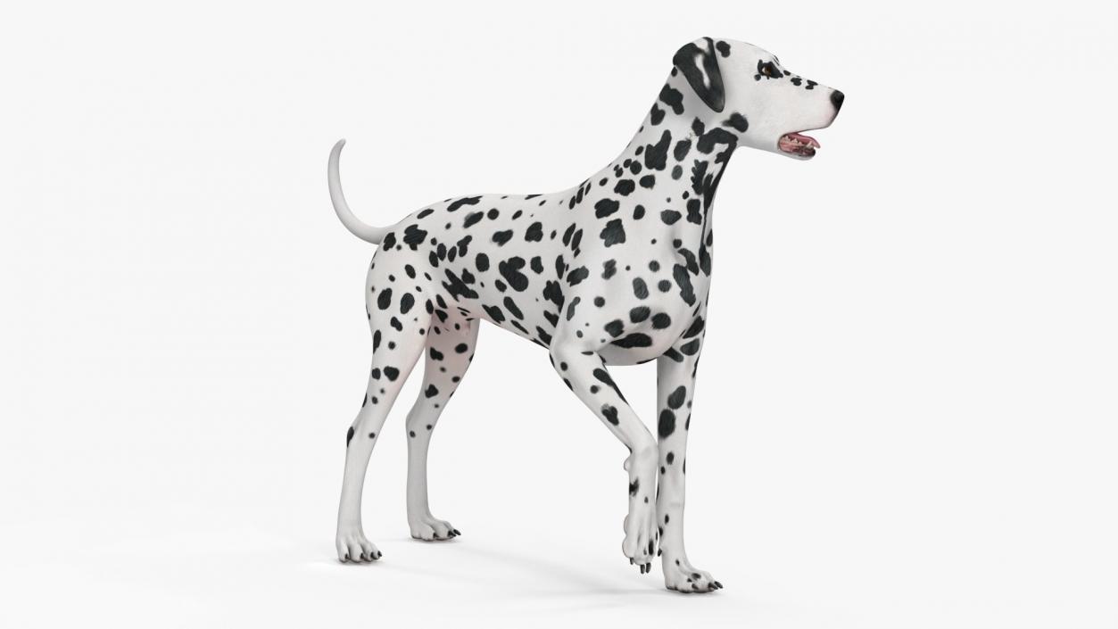 3D Dogs Collection 10 model