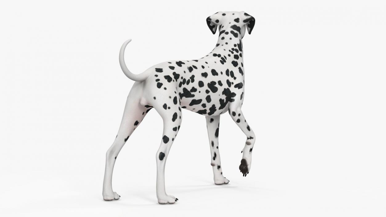 3D Dogs Collection 10 model