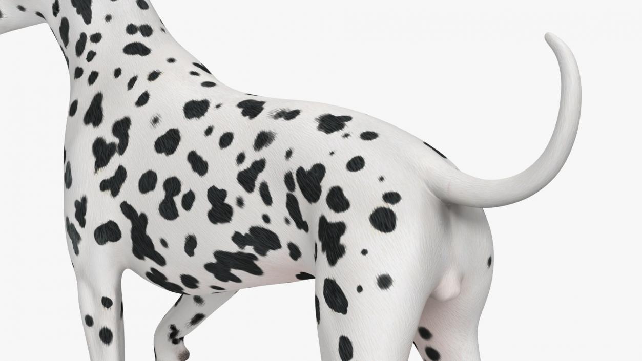 3D Dogs Collection 10 model