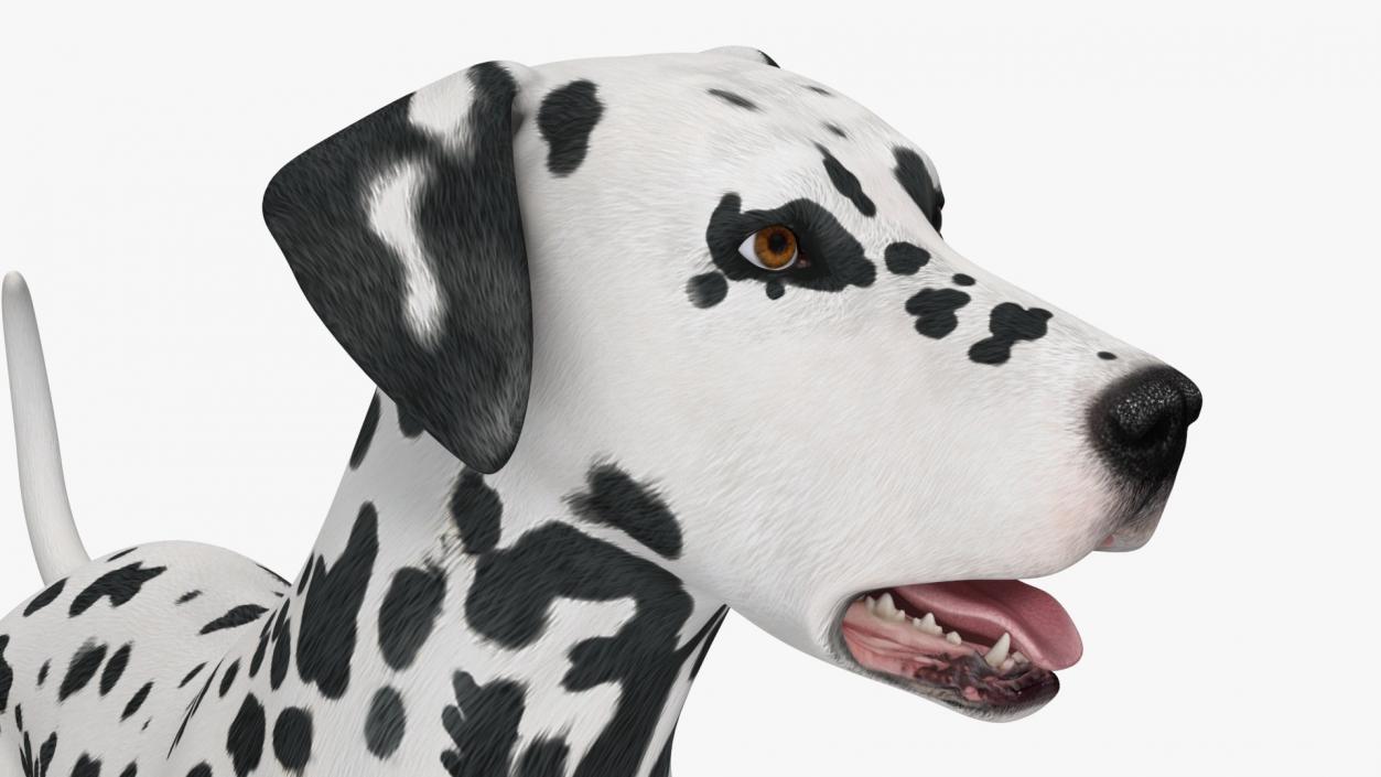 3D Dogs Collection 10 model