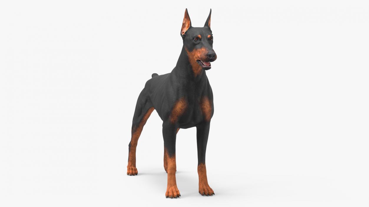 3D Dogs Collection 10 model