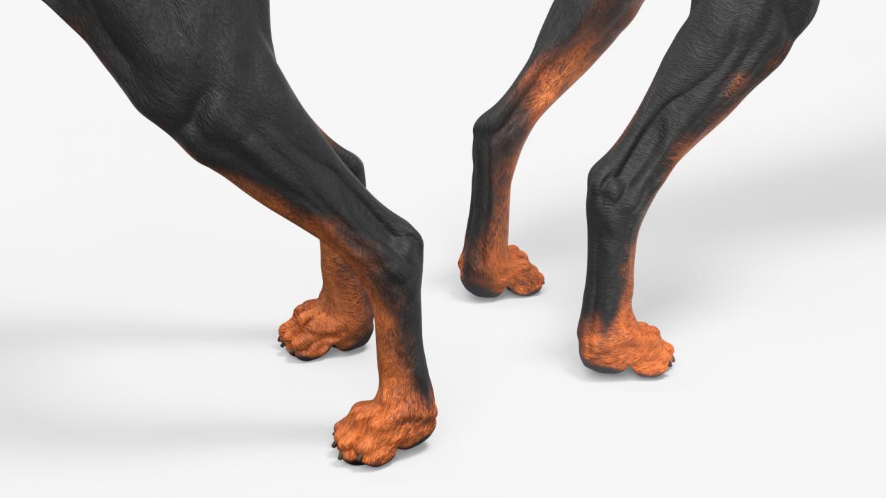 3D Dogs Collection 10 model