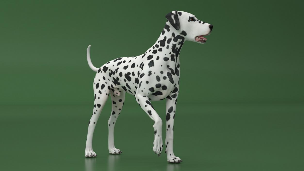 3D Dogs Collection 10 model