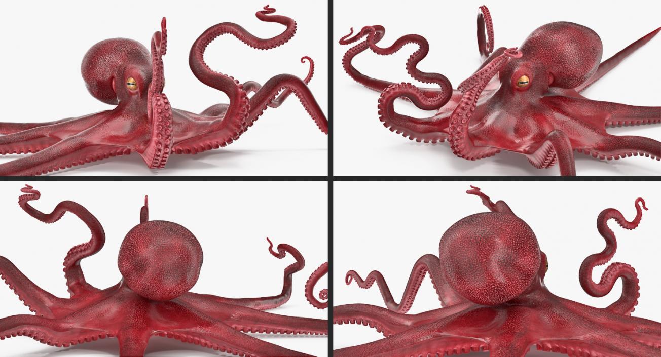 Octopus and Tentacle of Octopus Collection 3D