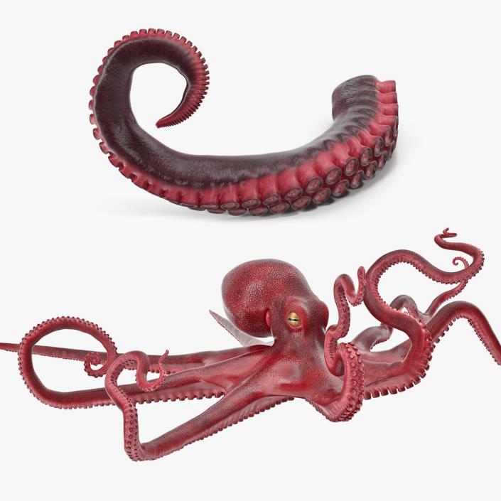 Octopus and Tentacle of Octopus Collection 3D