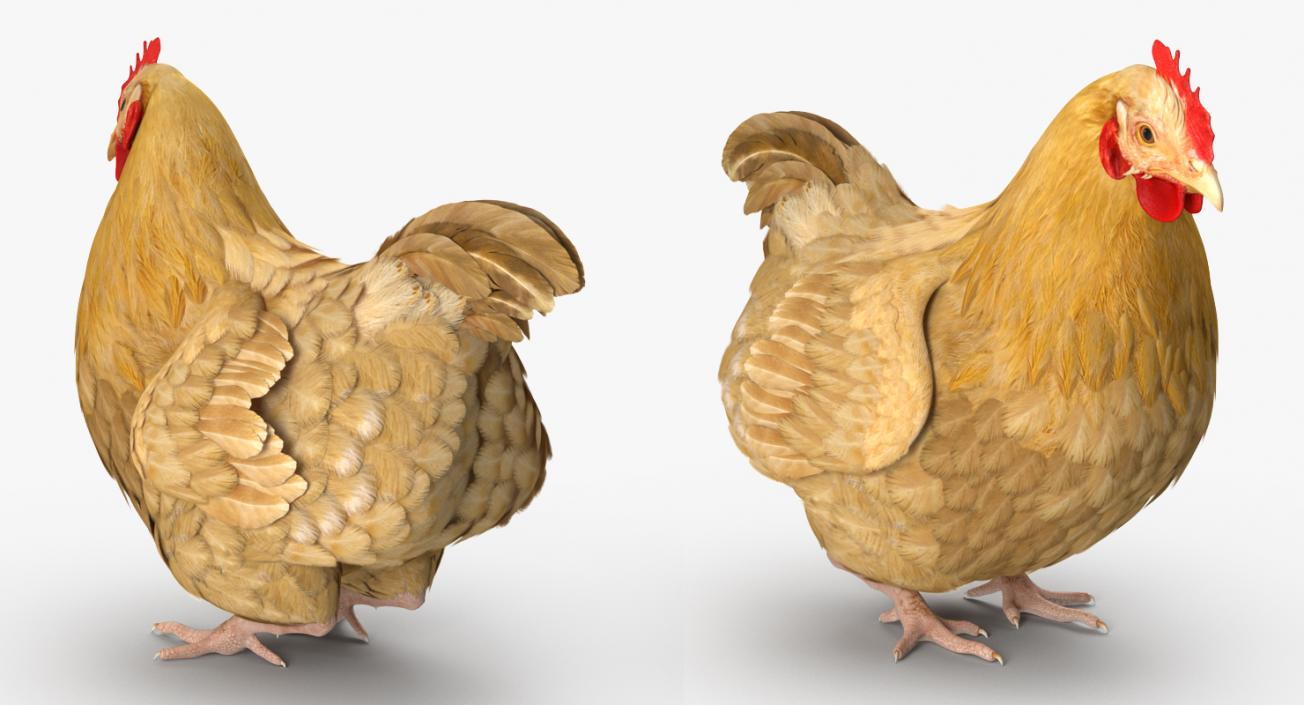 Chicken Rigged 3D model