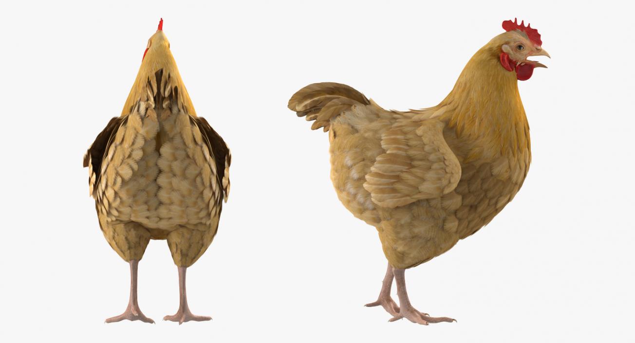 Chicken Rigged 3D model