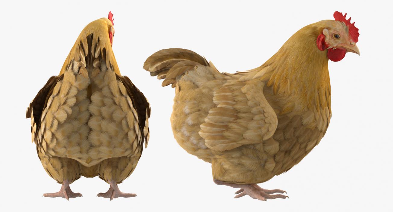 Chicken Rigged 3D model