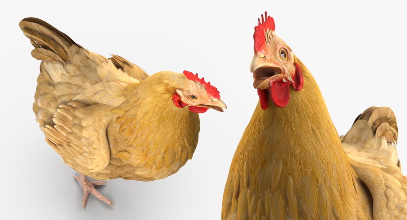 Chicken Rigged 3D model