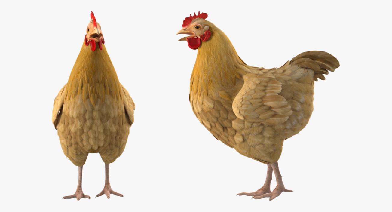 Chicken Rigged 3D model