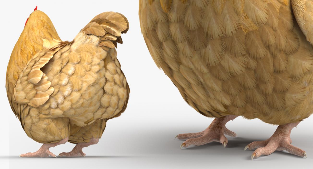 Chicken Rigged 3D model