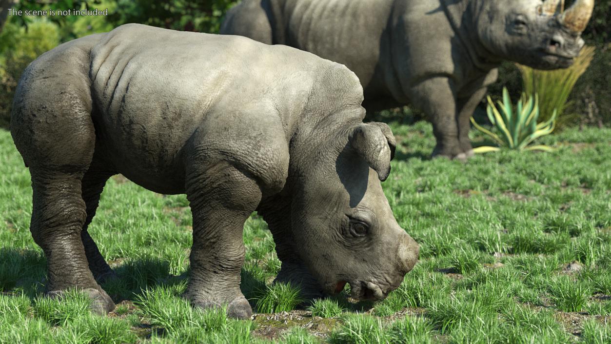 Baby Rhino Drinking Pose 3D model