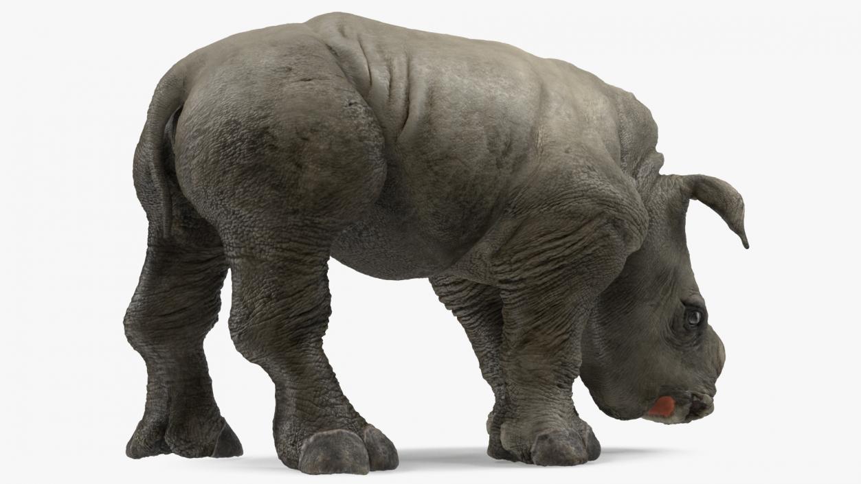 Baby Rhino Drinking Pose 3D model