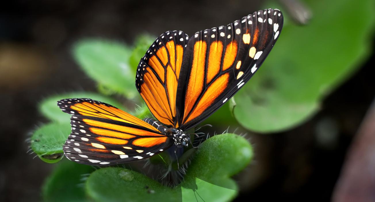 3D Danaus Plexippus Butterfly