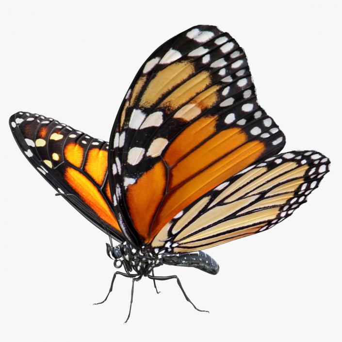 3D Danaus Plexippus Butterfly