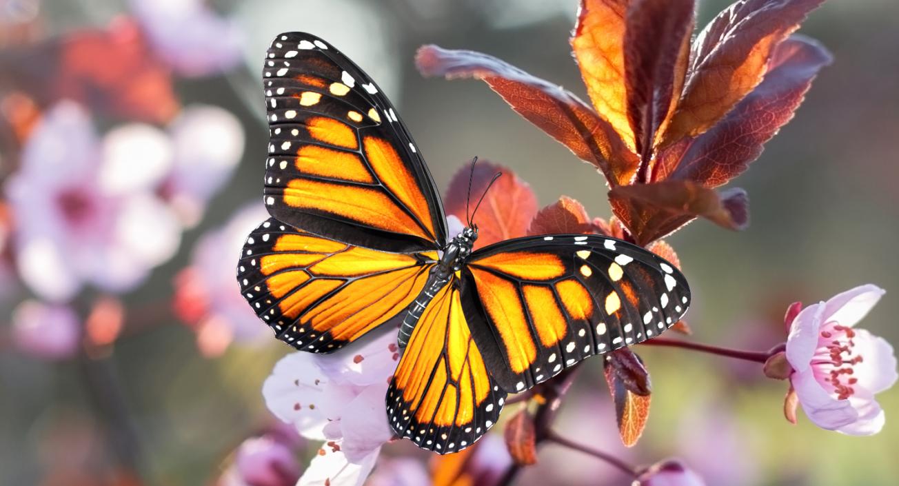 3D Danaus Plexippus Butterfly