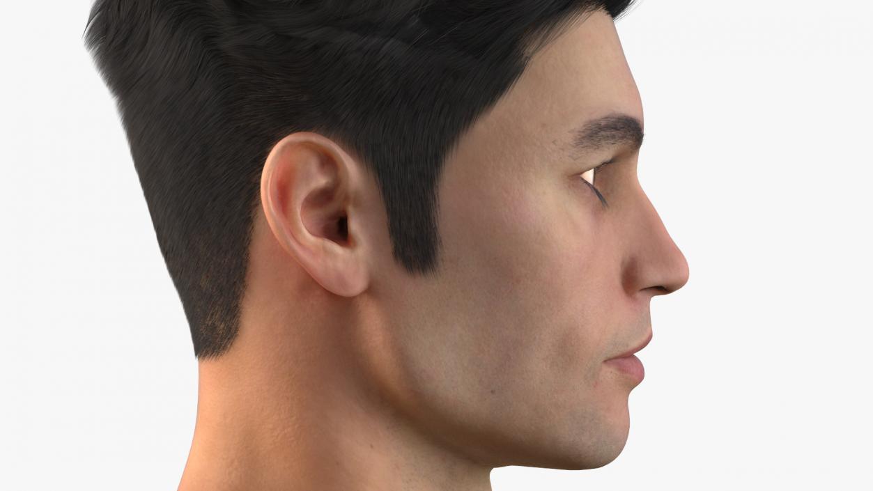 3D Male Head Fur model