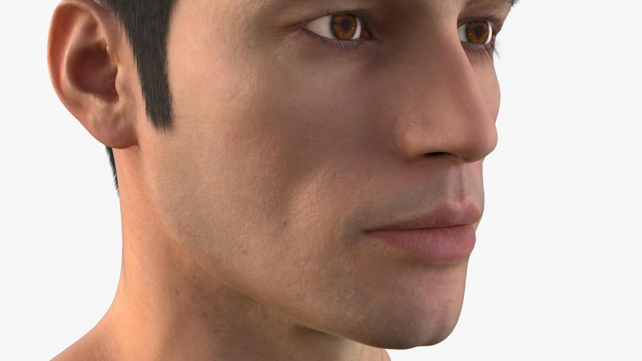 3D Male Head Fur model