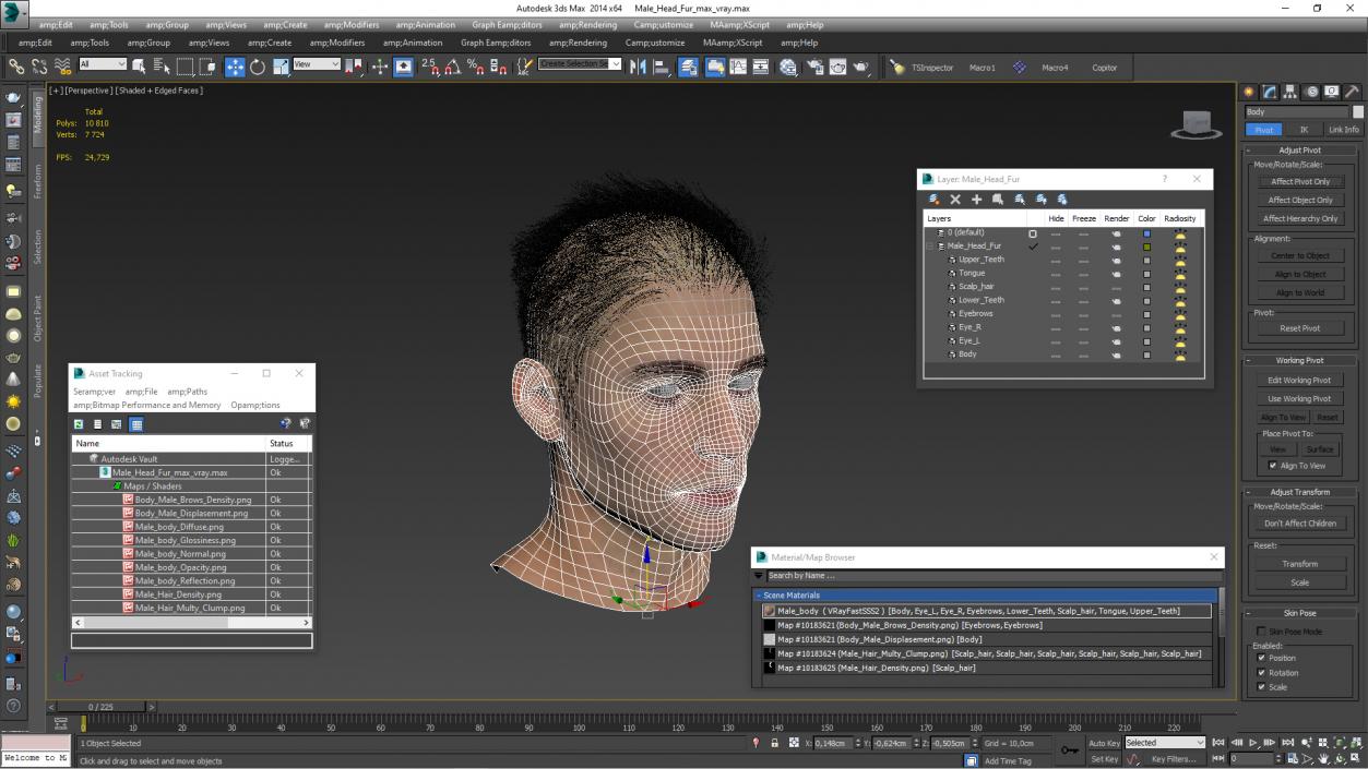 3D Male Head Fur model