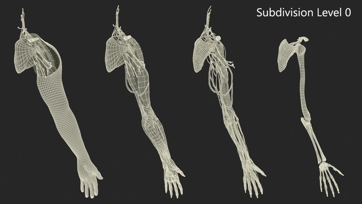 3D model Man Arm Anatomy Realistic