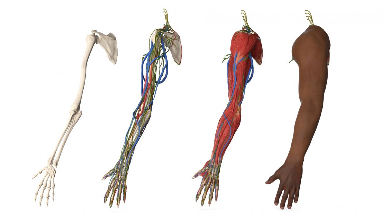 3D model Man Arm Anatomy Realistic