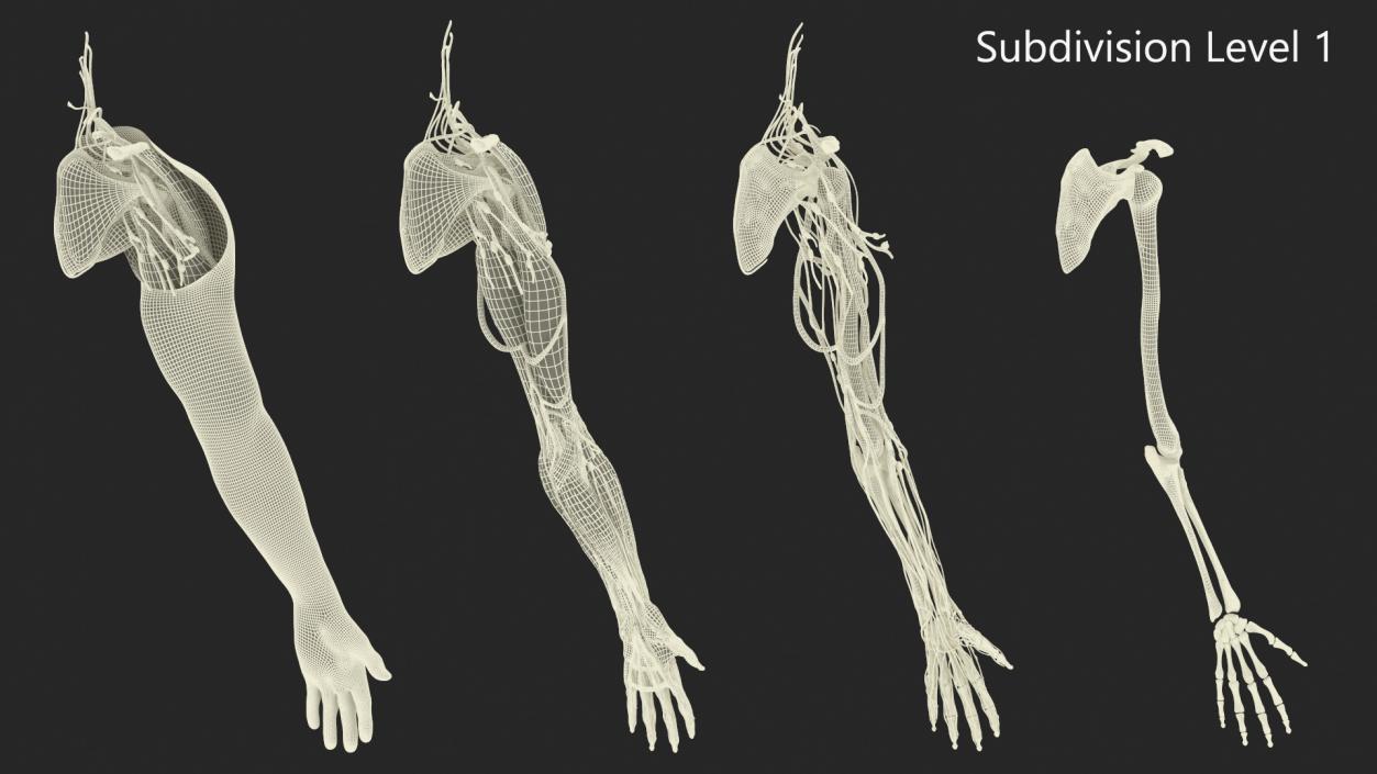 3D model Man Arm Anatomy Realistic