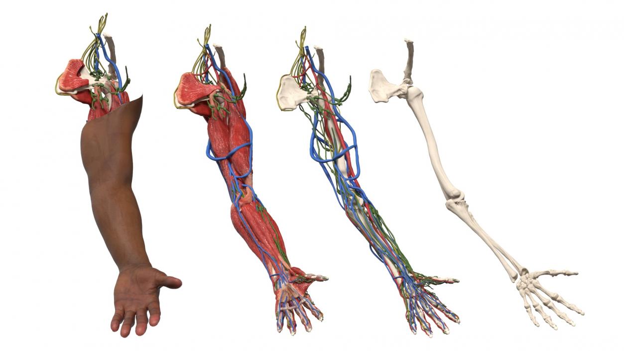 3D model Man Arm Anatomy Realistic