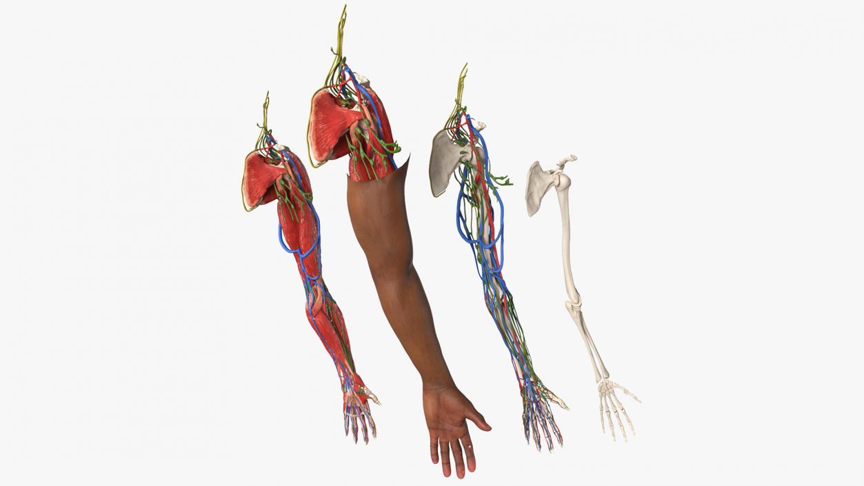 3D model Man Arm Anatomy Realistic