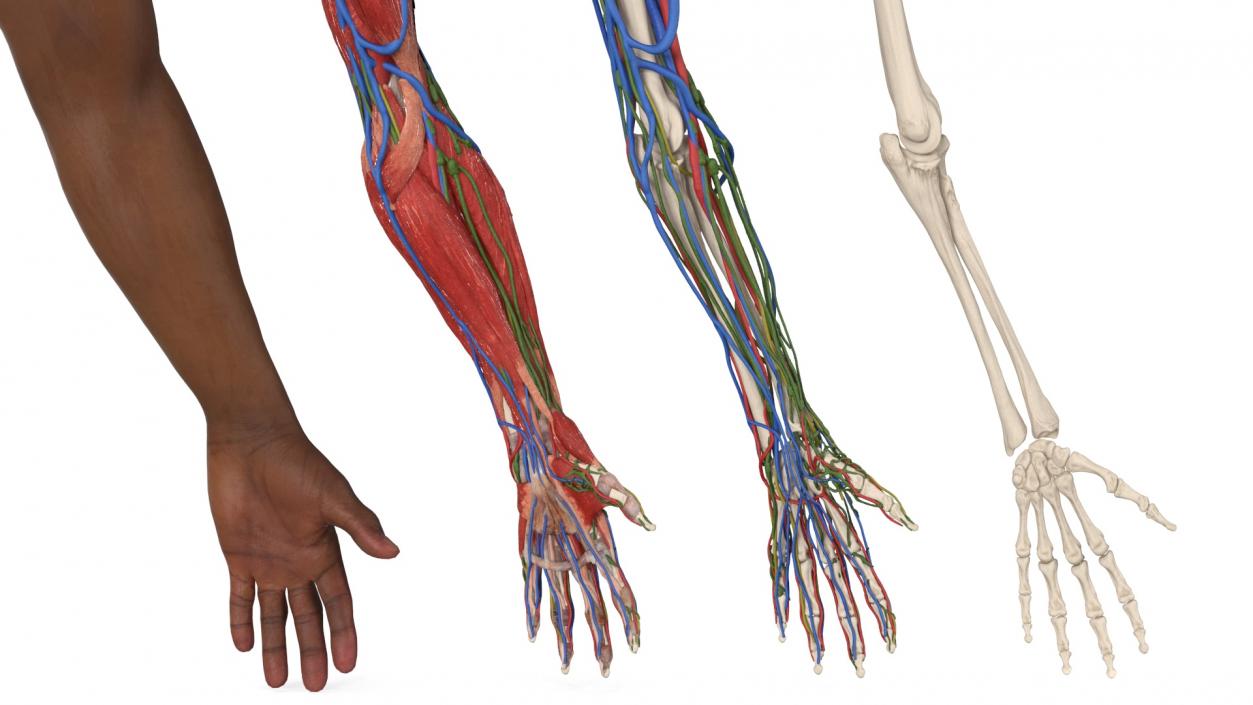 3D model Man Arm Anatomy Realistic