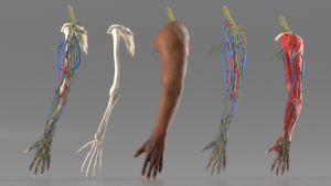 3D model Man Arm Anatomy Realistic