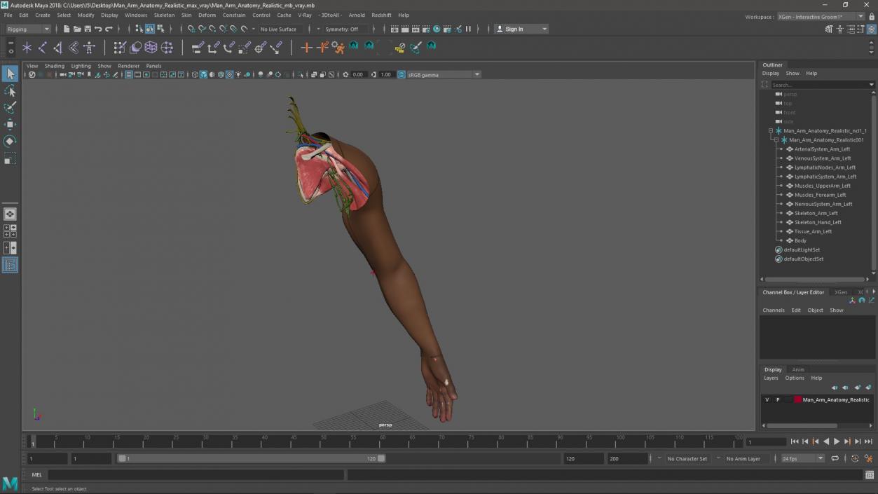 3D model Man Arm Anatomy Realistic